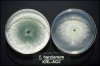 trichoderma.jpg