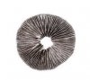 spore print.jpg