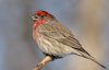 House-Finch-Identification-TruTech.jpg