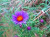 IMG_2124an.jpg