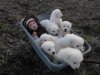 maremma-sheepdog-puppies-for-decent-homes-4f343927ae4c698b91aa.jpg