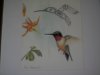 Sue Coleman Hummingbird.JPG