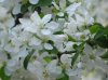crabapple.jpg