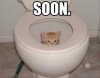 a-cat-in-the-toilet-soon.jpg