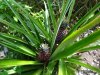 DSC03249.JPG