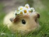 guinea-pig-booboo-lieveheersbeestje-60.jpg