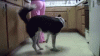 image.gif