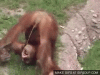 oNS.gif