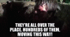 fe05806a-6882-42a4-86b0-5b1e4e602ac9_text.gif