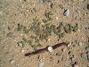 goat_head_thorns-2.jpg
