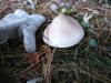 IMG_20191102_130611.jpg
