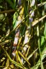 E7680472-Sugar_cane_stalks_Saccharum_sp_.jpg