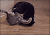 935F58A1-C461-4E61-A023-81FB53A076B0.gif