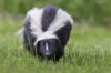 skunks-stink-600x400.jpg