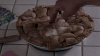 WideeyedVariableGavial-size_restricted.gif