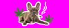 BB_Dog_Smoke-640x267.jpg