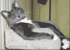 5CCD1623-1DD7-4AE1-942D-F2541F49C07A.gif