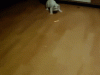 EC5581B6-07EA-45BE-9BA2-1130A79CB9A8.gif