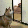 B860C4F6-4DBB-461D-B9BE-928A11B2FE3D.gif