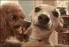 6CED1E8C-BFCC-4773-A353-FB7F6F2F690E.gif