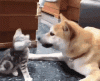8ADC3884-8D44-4BBC-BA20-36F37868315A.gif