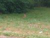 IMG_20200619_154641430.jpg