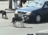 18D18E19-3D24-44E4-82AD-E7C110E7A54A.gif