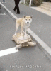 C319BCE8-616B-4EE7-822D-1D8EA85FB44F.gif