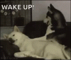 8DE93BBE-BE75-462F-92EF-DCCDDF567D08.gif