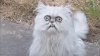 cat-parody-instagram-removal.jpg