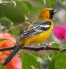 hooded oriole bcs.jpg