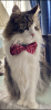672A657C-AAC3-495C-922F-B19A57F474F5.png