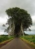 Dark Hedges, Antrim, Northern Ireland.jpg