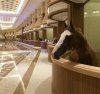 this huge stable with marble floors in Dubai.jpg