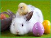 Easter-Bunny-Chick-And-Bunny20_OP_1_CP__1555630749768.jpg_83184422_ver1.0.jpg