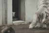 CA49270D-E36A-48AA-ABBE-95E57573E59E.gif