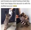 raccoon01.jpg