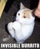 burritokitty.jpg