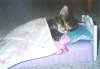 kittybed.jpg