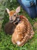 fawn.jpg