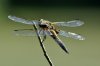 Image 1542.jpg