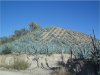 Maguey_landscape.jpg
