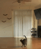 B86D8E54-A6FD-4061-9FD9-56155B48793A.gif