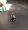 90BF324B-C889-4D5C-BF57-79F6AD33EF02.gif