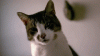 E40BCAE7-1C91-48B2-A2E4-C209BF2770B8.gif