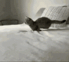 6D57F31B-3B36-4127-9118-2FC10D390366.gif