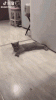 B282C1FC-A1AC-44F4-BC77-04DF4E81F13A.gif