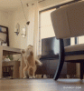 6153A03C-0C28-4A1E-A1BD-EA8C67043B04.gif