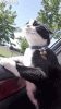 D729F7B2-7457-4DC9-AF5E-C80A62E4B3C0.gif