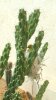 bird in cactus nest.jpg